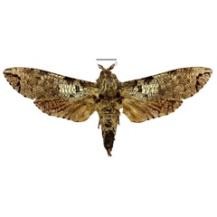 /filer/webapps/moths/media/images/R/ralffiebigi_Strigocossus_PT_RMCA.jpg