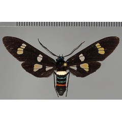 /filer/webapps/moths/media/images/M/manfredi_Euchromia_PT_ZSM_01.jpg