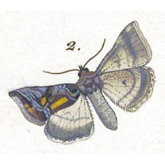 /filer/webapps/moths/media/images/C/circumscripta_Plusia_HT_Freyer_23-2.jpg