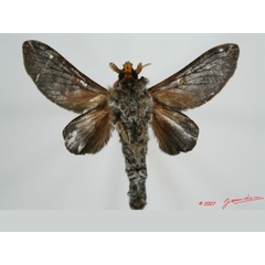 /filer/webapps/moths/media/images/S/splendens_Hecata_A_Albertb_01.jpg