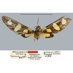 /filer/webapps/moths/media/images/O/obliqua_Maculonaclia_HT_MNHN.jpg