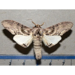 /filer/webapps/moths/media/images/P/postica_Atrasana_A_Goff.jpg