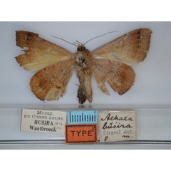 /filer/webapps/moths/media/images/B/busira_Achaea_HT_RMCA_02.jpg