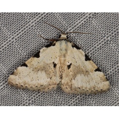 /filer/webapps/moths/media/images/G/goateri_Tegiapa_AM_Heyns_1.jpg