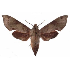 /filer/webapps/moths/media/images/L/livida_Temnora_AF_EMEM.jpg
