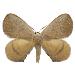 /filer/webapps/moths/media/images/P/pseudosygina_Neojana_AM_ANHRT.jpg
