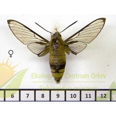 /filer/webapps/moths/media/images/S/santome_Cephonodes_AF_SMCR.jpg