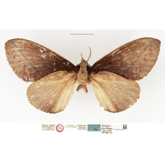 /filer/webapps/moths/media/images/S/sminthocara_Nadiasa_HT_NHMUK.jpg