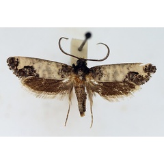 /filer/webapps/moths/media/images/S/subnigrata_Nomima_AM_TMSA.jpg