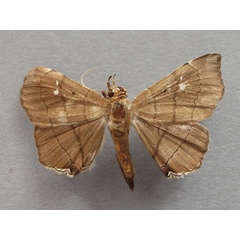 /filer/webapps/moths/media/images/N/nysa_Gracilodes_A_Baron_01.jpg