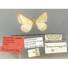 /filer/webapps/moths/media/images/A/angustimargo_Drepanogynis_HT_TMSA.jpg