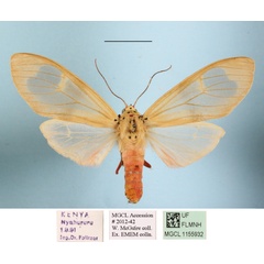 /filer/webapps/moths/media/images/M/makadara_Amerila_A_MGCLa_01.JPG