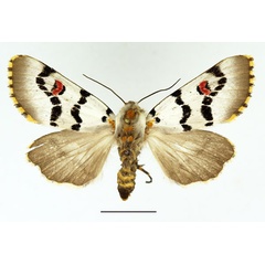 /filer/webapps/moths/media/images/D/delamarei_Diaphone_AF_Basquin_02.jpg