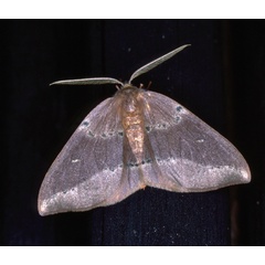 /filer/webapps/moths/media/images/C/complanata_Omizodes_A_Roland_02.jpg