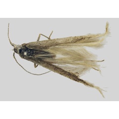 /filer/webapps/moths/media/images/C/coniella_Coleophora_HT_ZMHB.jpg