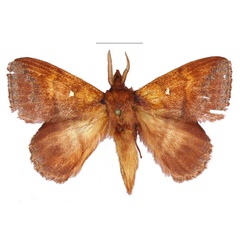 /filer/webapps/moths/media/images/R/richardperlbinderi_Leipoxais_PTM_RMCA_02.jpg