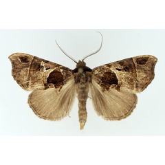 /filer/webapps/moths/media/images/C/carcassoni_Marcipa_AM_TMSA.jpg