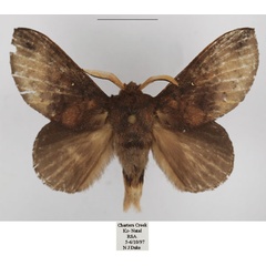 /filer/webapps/moths/media/images/L/leighi_Mallocampa_AM_TMSA_02.jpg