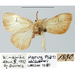 /filer/webapps/moths/media/images/P/parva_Leucoma_HT_ZMHB.jpg