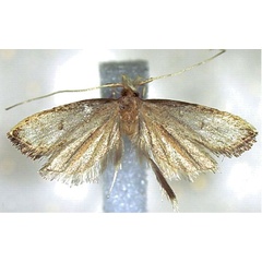 /filer/webapps/moths/media/images/S/sineriana_Corymbus_HT_MfN.jpg