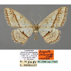 /filer/webapps/moths/media/images/S/seclusoides_Scopula_HT_ZSM_01.jpg