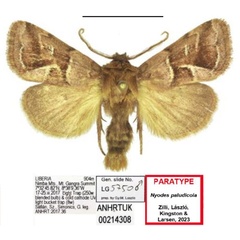 /filer/webapps/moths/media/images/P/paludicola_Nyodes_PTM_ANHRT.jpg