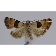 /filer/webapps/moths/media/images/M/mesozona_Pseudozarba_A_JMonks_02.jpg