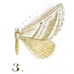 /filer/webapps/moths/media/images/C/canescens_Lithostege_HT_Prout_17-3.jpg