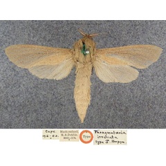 /filer/webapps/moths/media/images/I/irrorata_Phragmataecia_HT_NHMUK.jpg