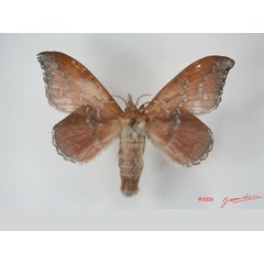 /filer/webapps/moths/media/images/R/rufobrunnea_Leipoxais_AF_Alberta_01.jpg