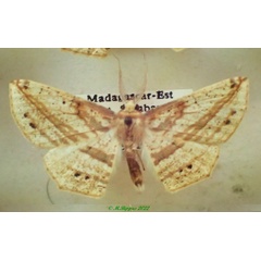 /filer/webapps/moths/media/images/N/nigromaculata_Psilocerea_AM_PZBT.jpg