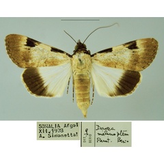 /filer/webapps/moths/media/images/M/melanoptera_Davea_PTF_MSNM.jpg