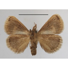 /filer/webapps/moths/media/images/P/ploetzi_Zinara_A_MGCLb_01.JPG
