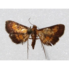 /filer/webapps/moths/media/images/P/perfervidalis_Metasia_A_Goff_02.jpg