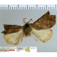 /filer/webapps/moths/media/images/S/semilunata_Clostera_HT_NMB.jpg