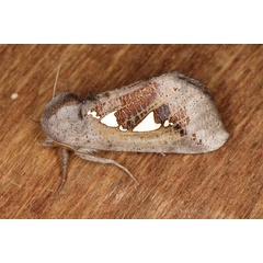 /filer/webapps/moths/media/images/B/bracteata_Antiophlebia_A_Heyns_01.jpg.JPG