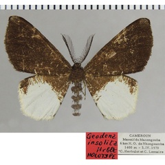 /filer/webapps/moths/media/images/I/insolita_Geodena_HT_ZSMa.jpg