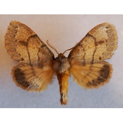 /filer/webapps/moths/media/images/K/kittenbergeri_Philotherma_AF_Stroehle_01.jpg