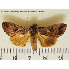 /filer/webapps/moths/media/images/A/accentifera_Ctenoplusia_A_OUMNH.jpg