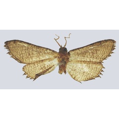 /filer/webapps/moths/media/images/F/fiscinella_Gnathodes_PTM_NHMUKb.jpg