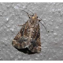 /filer/webapps/moths/media/images/P/punctum_Amyna_A_Roland_01.jpg