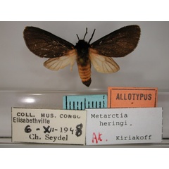 /filer/webapps/moths/media/images/H/heringi_Metarctia_AT_RMCA_01.jpg