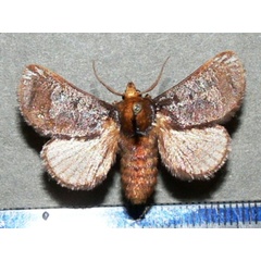 /filer/webapps/moths/media/images/U/umbra_Teinorhyncha_A_Goffa_02.jpg