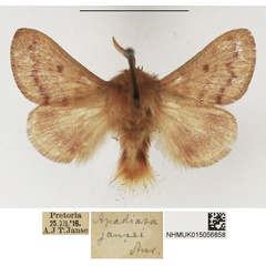 /filer/webapps/moths/media/images/J/jansei_Anadiasa_AM_NHMUK_6iruaMt.jpg