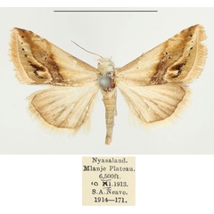 /filer/webapps/moths/media/images/E/exigua_Eublemma_AM_BMNH_01.jpg