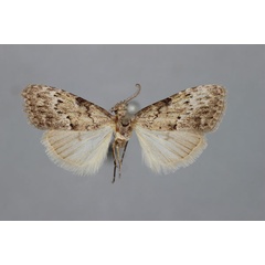 /filer/webapps/moths/media/images/F/fovifera_Meganola_HT_BMNH.jpg