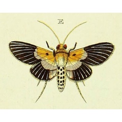 /filer/webapps/moths/media/images/P/procopia_Nevrina_Cramer4_368_E.jpg