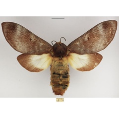 /filer/webapps/moths/media/images/P/postica_Gonometa_AF_TMSA_01.jpg