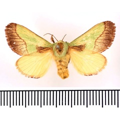 /filer/webapps/moths/media/images/L/latistriga_Latoia_AF_BMNH.jpg