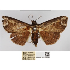 /filer/webapps/moths/media/images/S/semiscripta_Lophoruza_AF_NHMUK.jpg